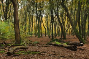 Boswachterij Speulderbos en Sprielderbos