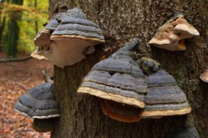 Boswachterij Speulderbos en Sprielderbos