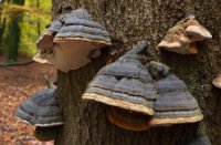 Boswachterij Speulderbos en Sprielderbos