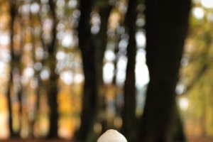 Boswachterij Speulderbos en Sprielderbos