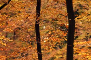 Boswachterij Speulderbos en Sprielderbos