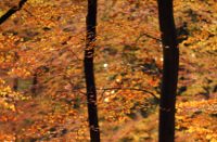 Boswachterij Speulderbos en Sprielderbos