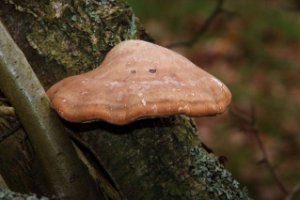 Natuurgebied Meijendel