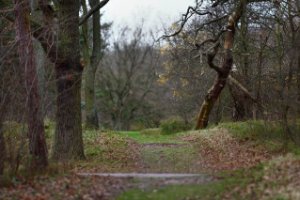 Wandelpad Meijendel