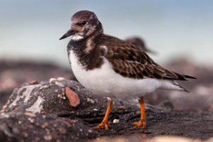 Strandloper