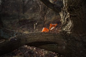 Waterbos Duinen van Voorne