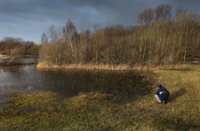 Waterbos, Duinen van Voorne, Duinen van Voorne