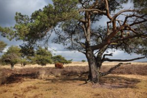 Nationaal Park Veluwezoom