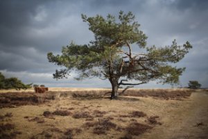 Nationaal Park Veluwezoom