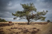 Nationaal Park Veluwezoom