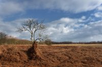 Amsterdamse Waterleidingduinen