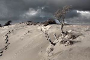 Amsterdamse Waterleidingduinen