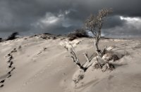 Amsterdamse Waterleidingduinen