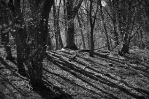 Amsterdamse Waterleidingduinen