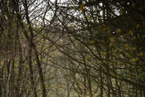 Amsterdamse Waterleidingduinen