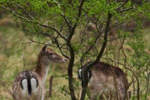 Amsterdamse Waterleidingduinen