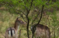 Amsterdamse Waterleidingduinen