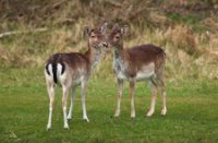 Amsterdamse Waterleidingduinen