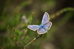 Regte Heide