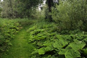 Nationaal Park De Biesbosch