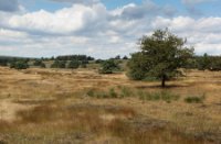 Nationaal Park Veluwezoom