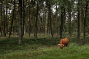 Nationaal Park Veluwezoom