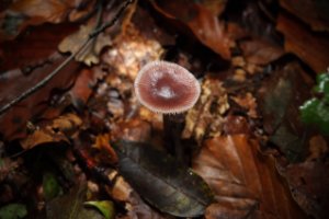 Het Staelduinse Bos