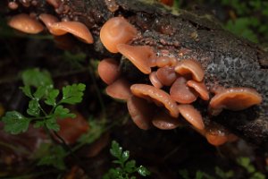 Het Staelduinse Bos