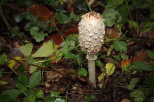 Het Staelduinse Bos