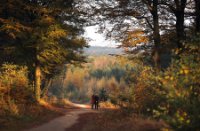 Amerongse Bos, Amerongse Bos