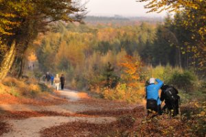 Amerongse Bos