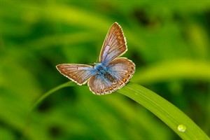 Icarusblauwtje in Nieuw Wulven