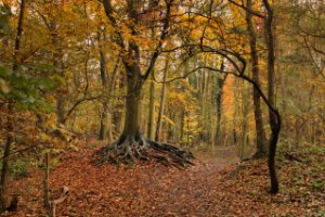 Het Staelduinse Bos