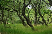 Amterdamse Waterleidingduinen