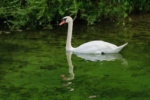 Zwaan in de Amterdamse Waterleidingduinen