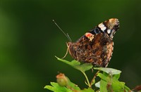 Amterdamse Waterleidingduinen