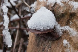 Natuurgebied Meijendel