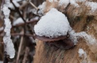 Natuurgebied Meijendel