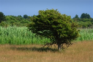 Amterdamse Waterleidingduinen