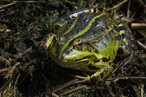 Groene Kikker De Kempen