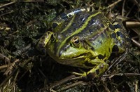 Groene Kikker De Kempen, Groene Kikker