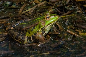 Groene Kikker in De Kempen