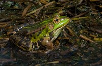 Groene Kikker in De Kempen, Groene Kikker