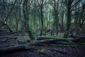 Lage Bergse Bos