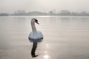 Kralingse bos