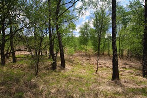 Bomen van Mariapeel