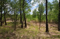 Bomen van Mariapeel, Mariapeel en Deurnesepeel