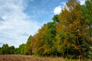 Bomen van Mariapeel