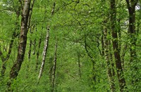 Bossen van Mariapeel, Mariapeel en Deurnesepeel