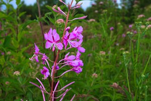 Wilgenroosje in Dintelse Gorzen